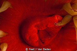 False Plum sea-anemone by Peet J Van Eeden 